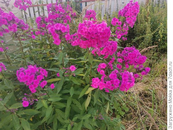 Яркий сочный цвет