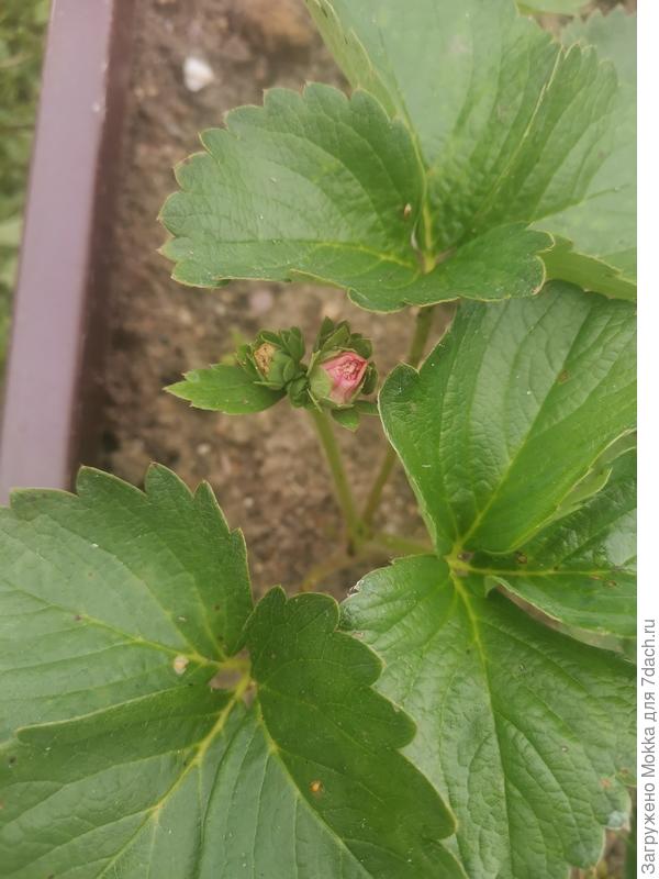 Цветок должен быть красным