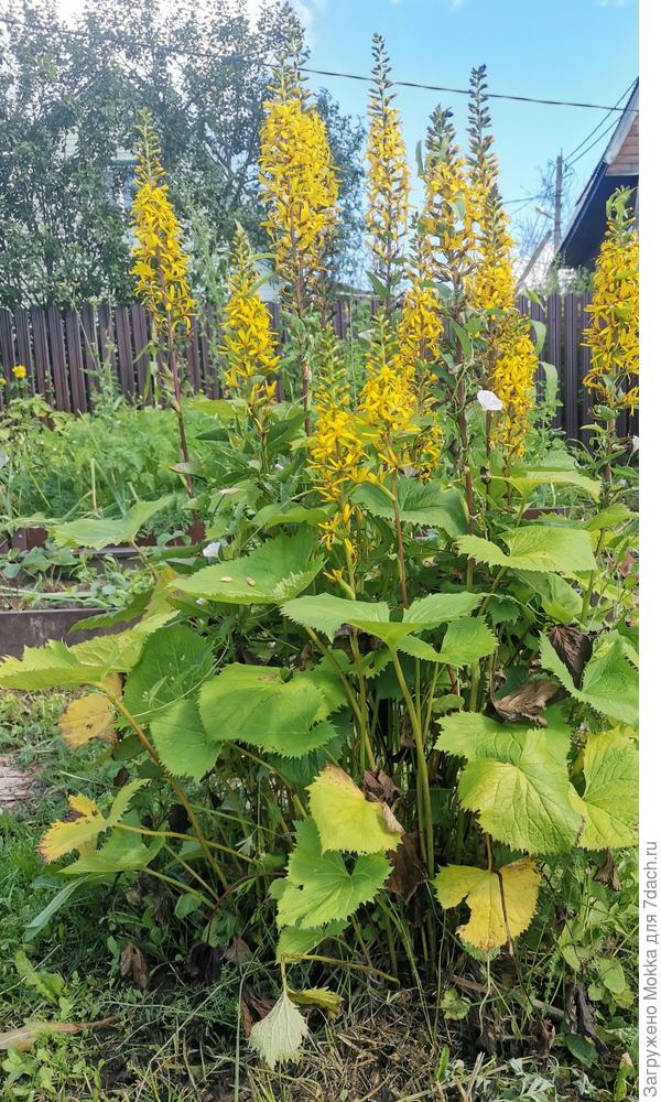 Прекрасный медонос