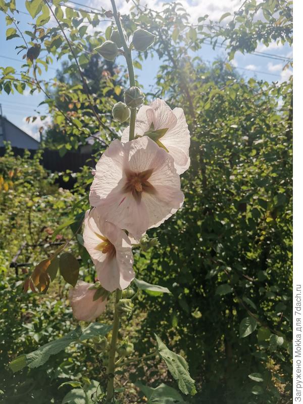 Мальва белая