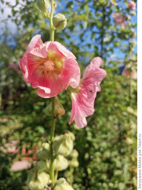 Мальва розовая