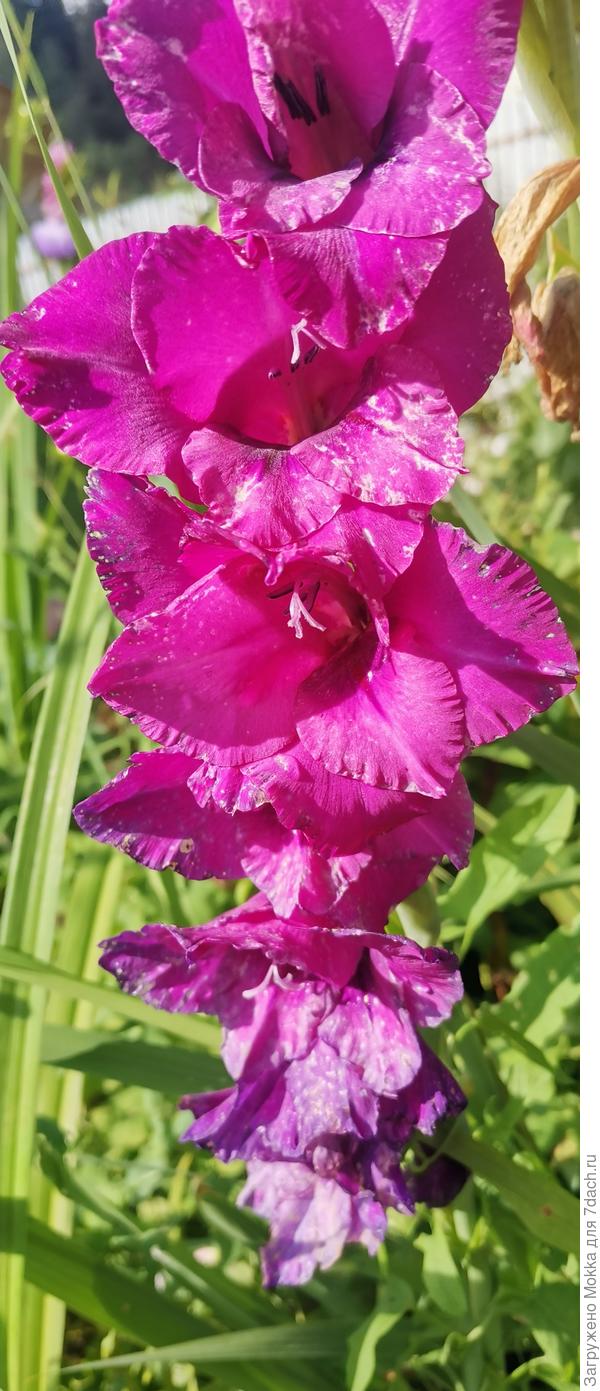 Гладиолус