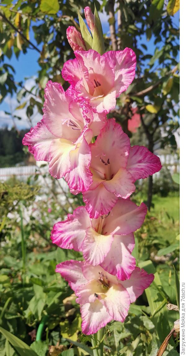 Ещё гладиолус