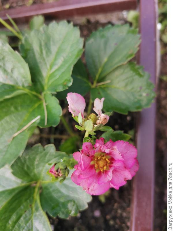 Тоже цветок