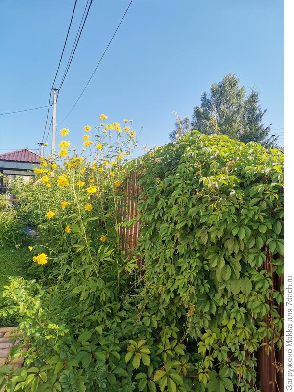 Девичий виноград и золотые шары вдоль забора.