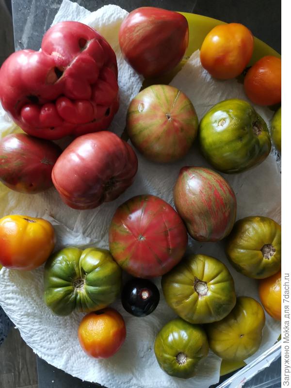 Помидоры сняла зелёными. Дома лежат, зреют.