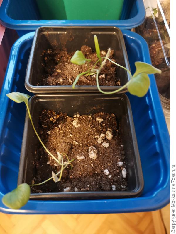 Без подсветки.