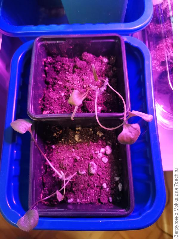 Сейчас они такие и что делать с ними дальше не знаю.