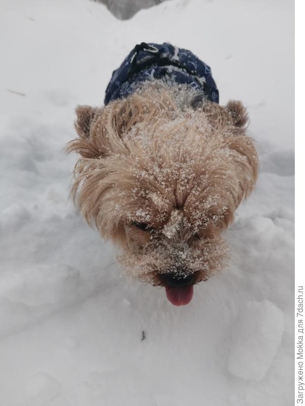 А вот ему снег только в радость! Так здорово побегать по белому-чистом снегу