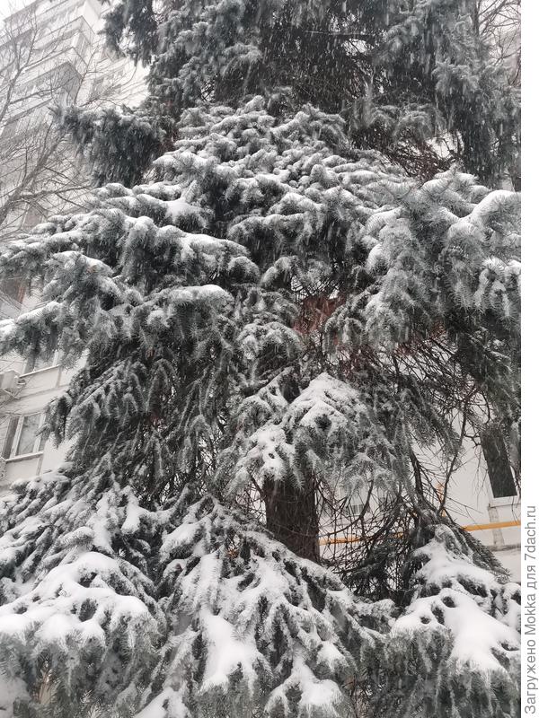 Заметает зима, Заметает...