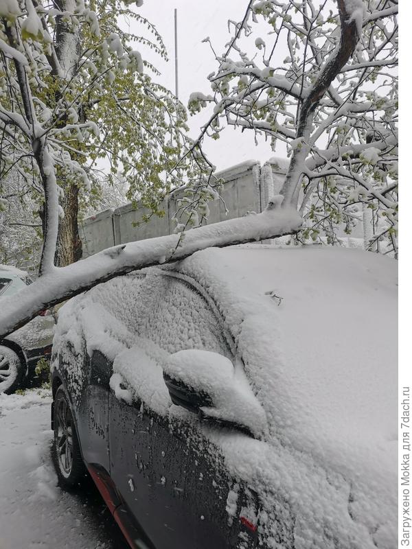 Черемуха с каждым годом цвете всё жёстче и жёстче