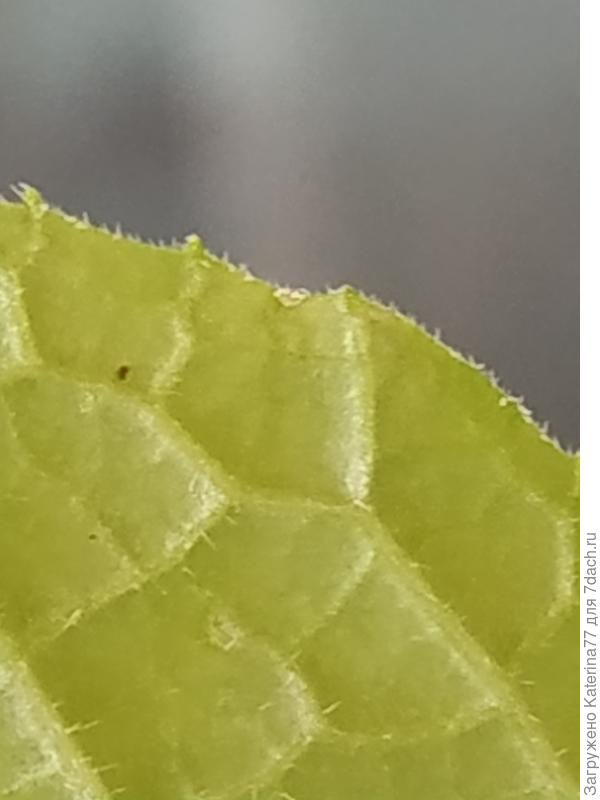 Сегодня на обратной стороне обнаружила маленькую черную точку, попыталась приблизить, но так и не поняла, очень похоже на клеща, но надеюсь что это не так