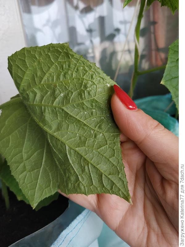 А здесь на обратной стороне листа видно как переливающиеся образования, но на паутинку не похоже