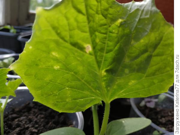 С внутренней стороны