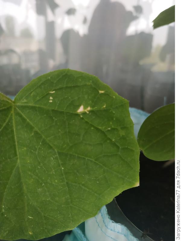 Лицевая сторона листа