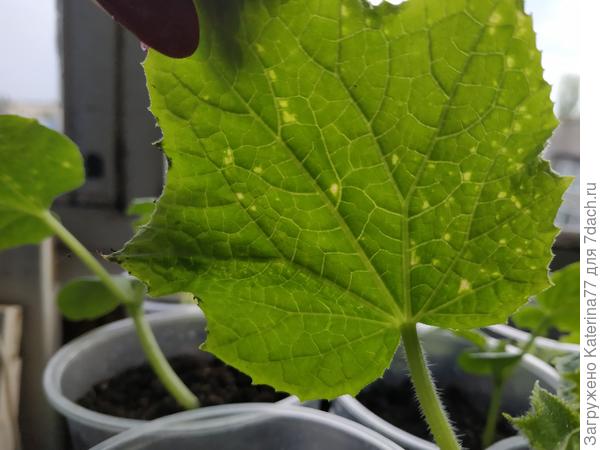 Лист с внутренней стороны