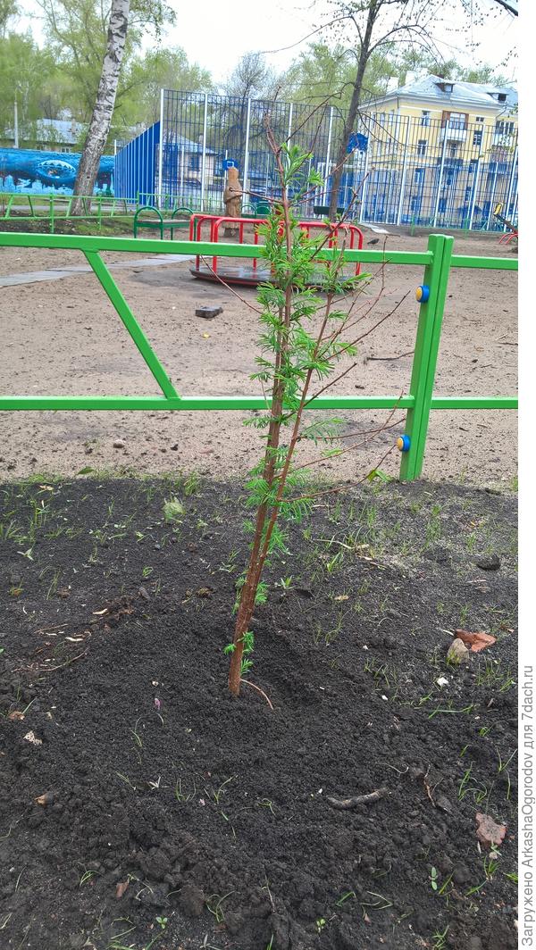 Метасеквойя