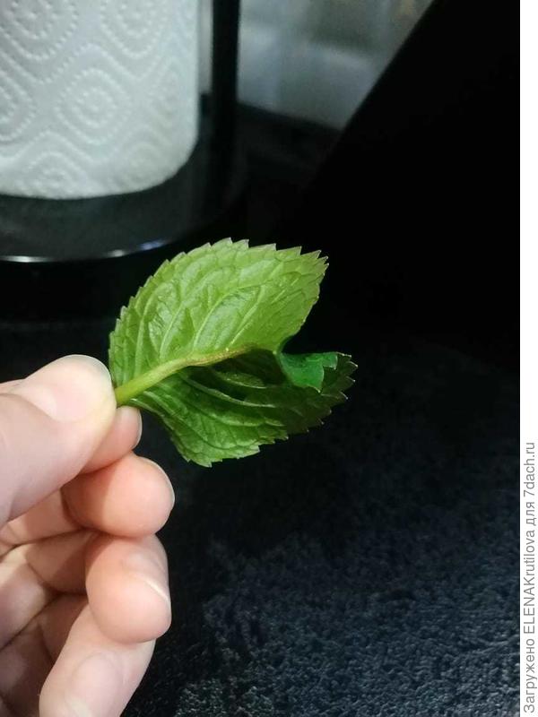 лист гортензии крупнолистной