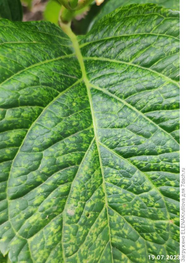 Пятна на гортензии