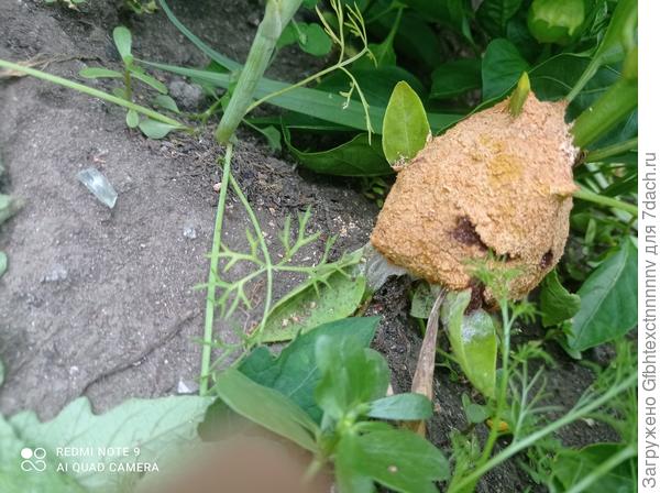 Вот ещё фото этого же перца, может это чей-то дом был?