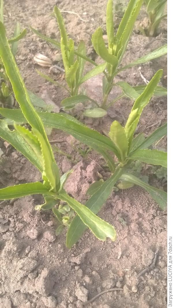 название цветка?