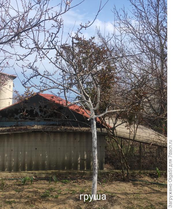 Грушка, как себя в этом году поведёт.. неизвестно