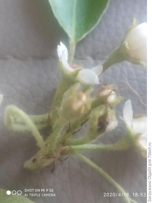 На фото чёрная точка, так вот, если эту точку разломать пополам, внутри черно...