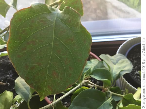 Нижние листья бугенвиллеи вот с такими пятнами коричнево-бурыми. Новые растут хорошие. Чего не хватает растению?