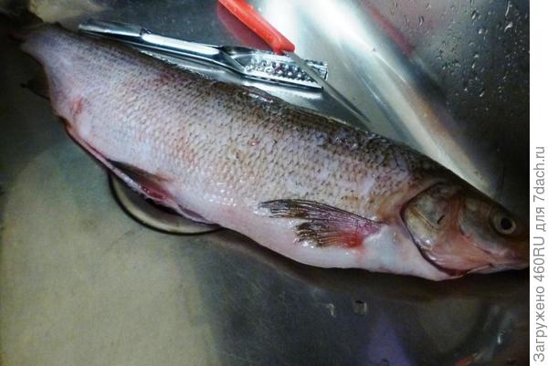 Как приготовить рыбу с сырком: рецепт и советы