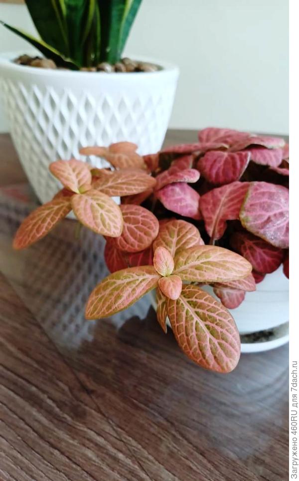 Фиттония Розовая Форест Флейм (Fittonia Pink Forest Flame) D8см