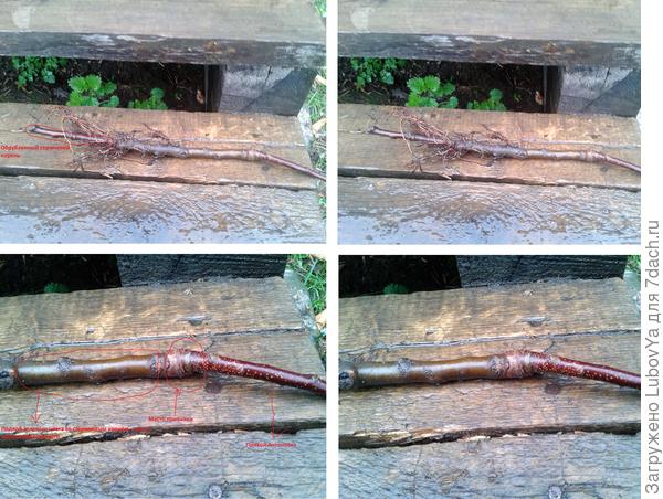 3. Яблоня Антоновка подлог