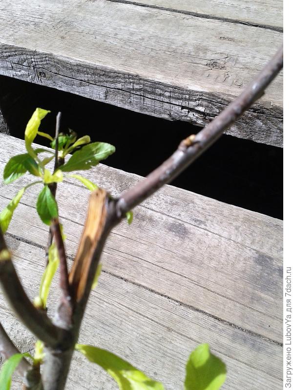 8. Слива Сонейка небрежная упаковка