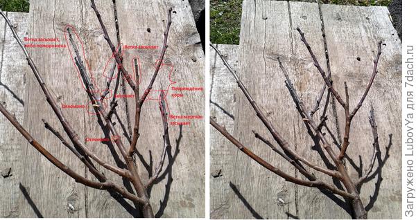 7. Слива Кубанский карлик с пометками брака