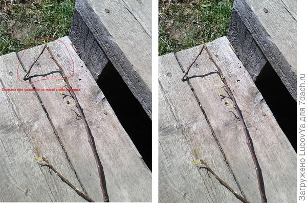 6. Груша Чижовская с пометками небрежной упаковки