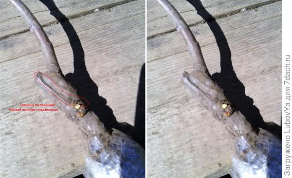 5. Яблоня Ред Кэтти с пометками брака