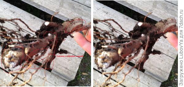 2. Виноград Амурский белый