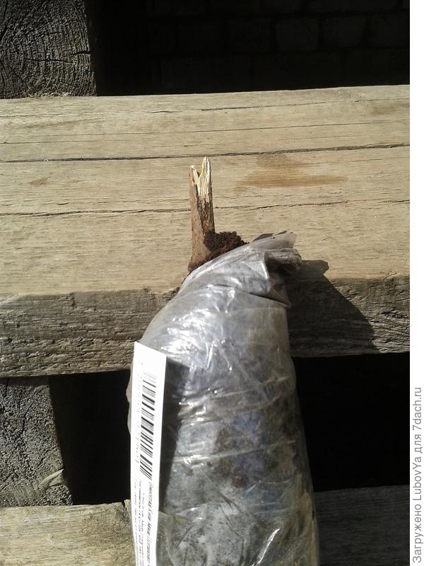 1. Виноград Кишмиш Потапенко