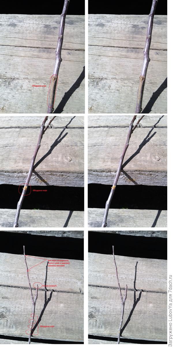 4. Яблоня Медуница с пометками брака