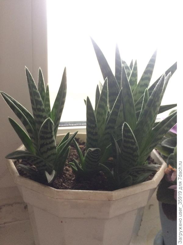 Подскажите название?