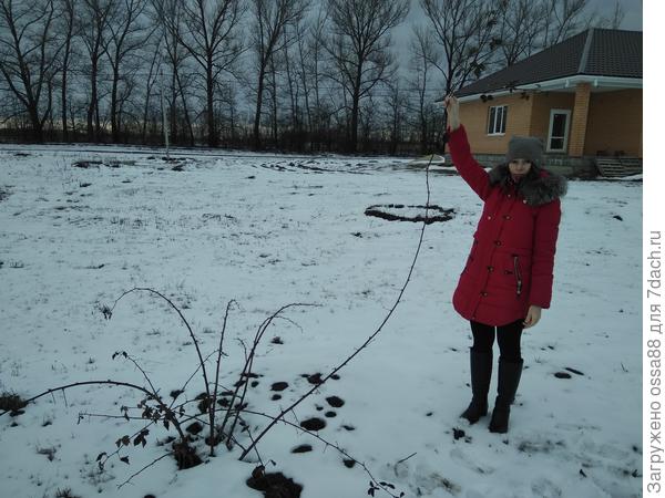 А вот собственно наша ежевика. мы живём в Черноземье. днём у нас уже плюсовая температура. ночью лёгкий минус)