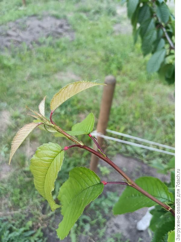 Как насекомые