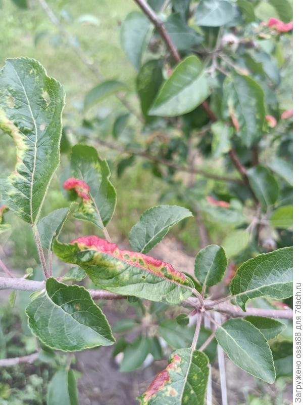 Поражены листья