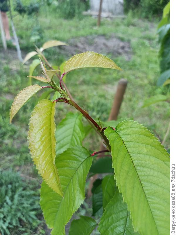 Вот такой красный налет