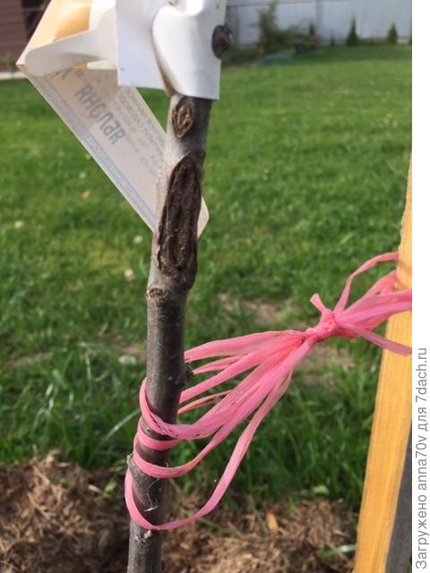 Саженец яблони