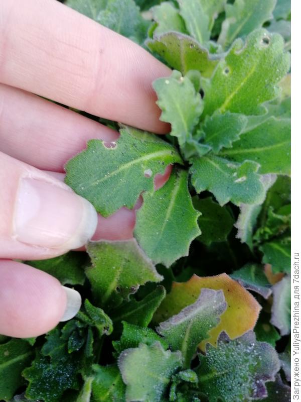 Это покрупнее, тот который рос на солнце