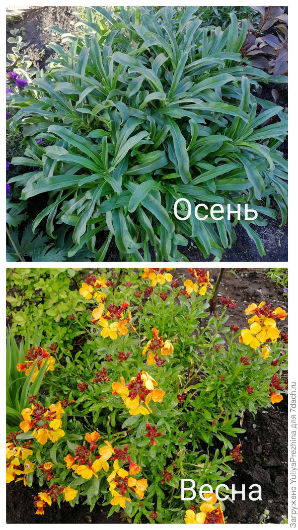 Первый-как и ожидалось-Лакфиоль