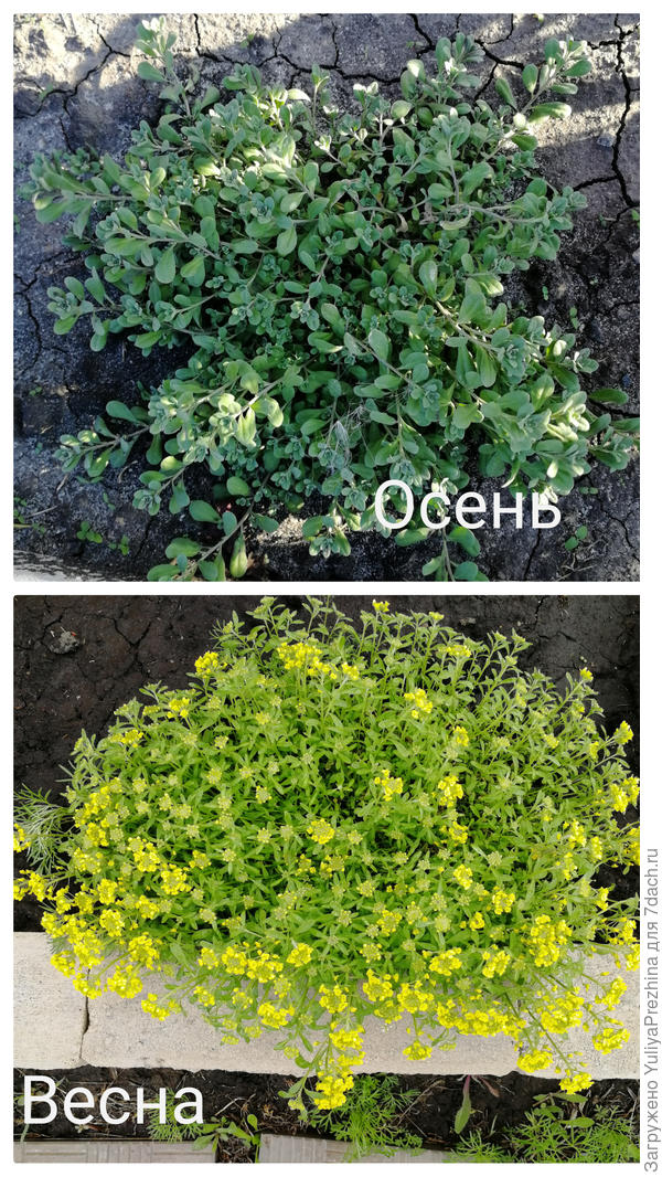 И четвертый тоже аллисум????