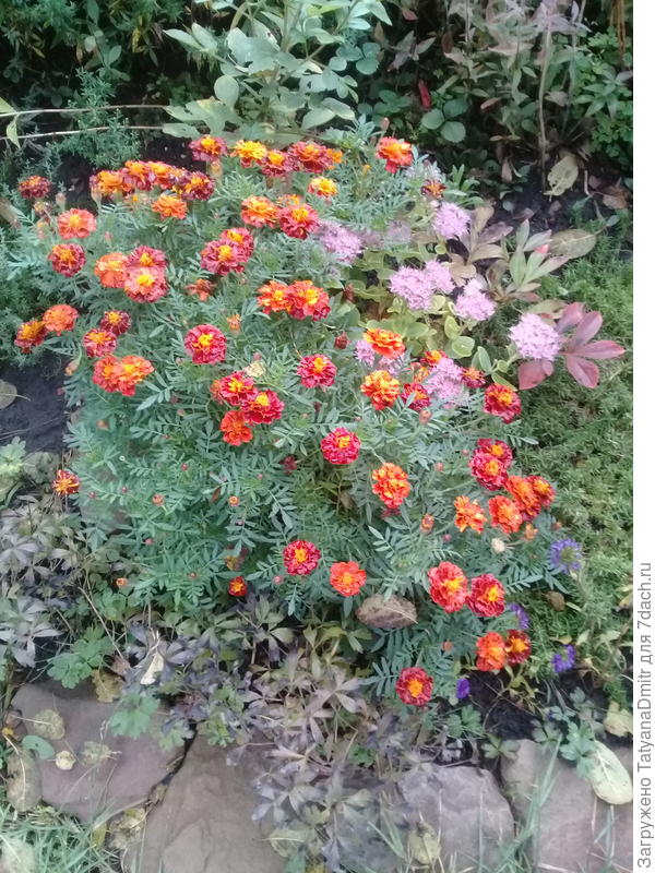 Бархатцы этим летом только здесь, остальные не взошли