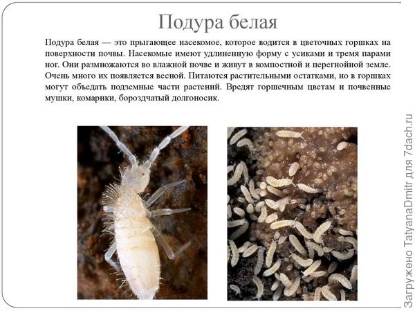 Вот на эту особь не похожа?