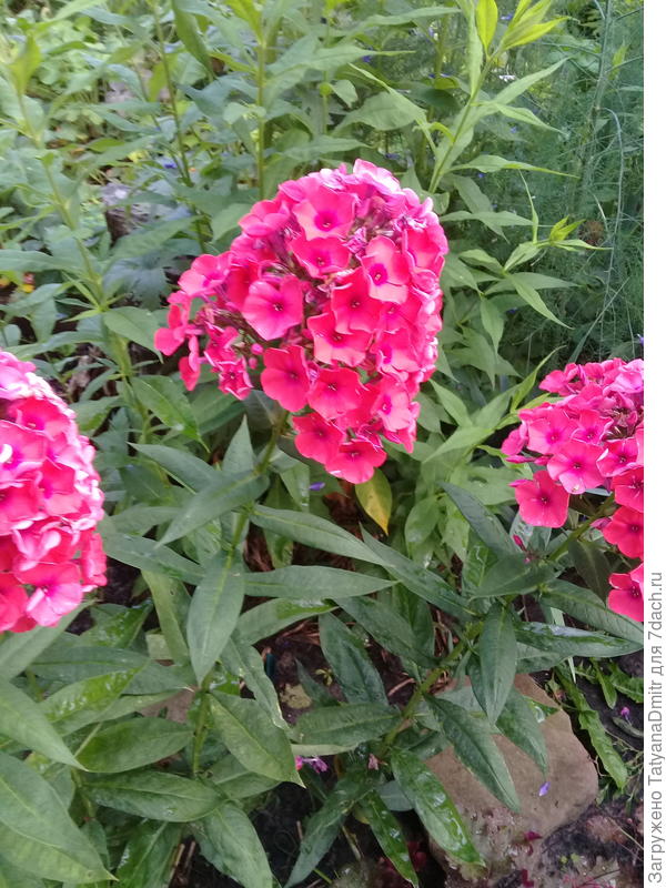 А это мои любимчики) есть еще белые, но пока не расцвели